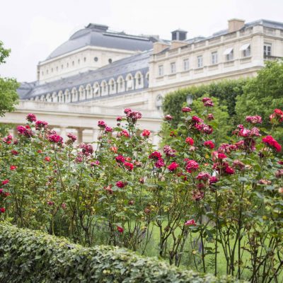 Roses in Palais Royal