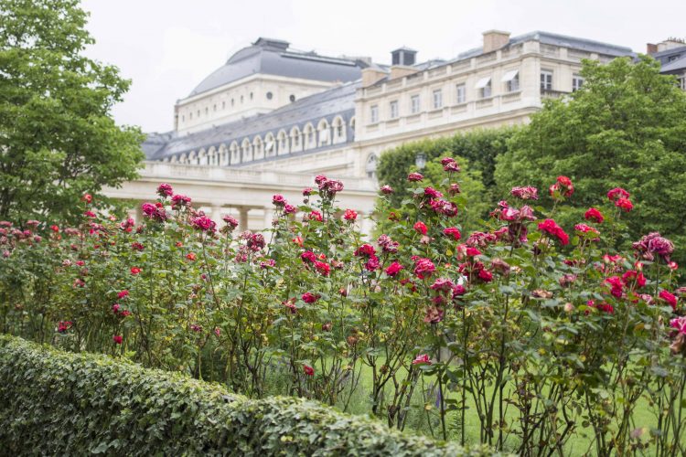 Roses in Palais Royal
